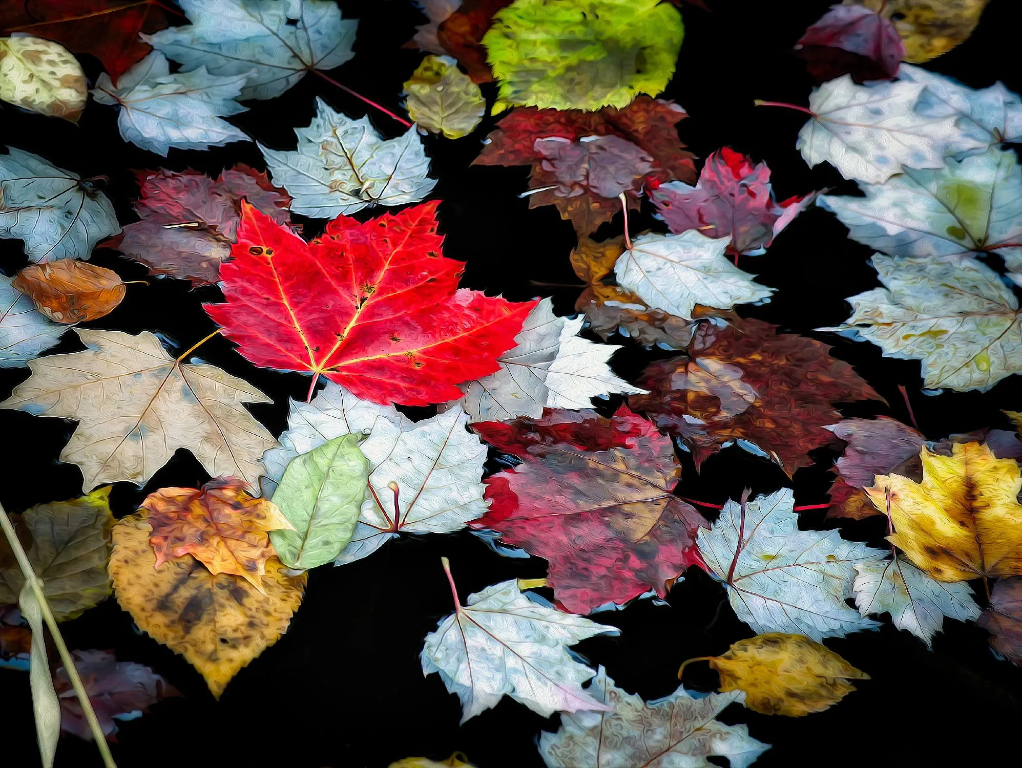 Autumn Leaves