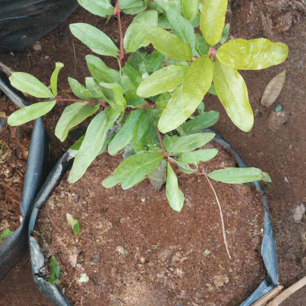 Bring Good Fortune to Your Garden with the Pomegranate Ganesh Plant