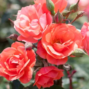 Coral Knock Out® Rose Shrub