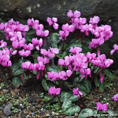 Cyclamen coum