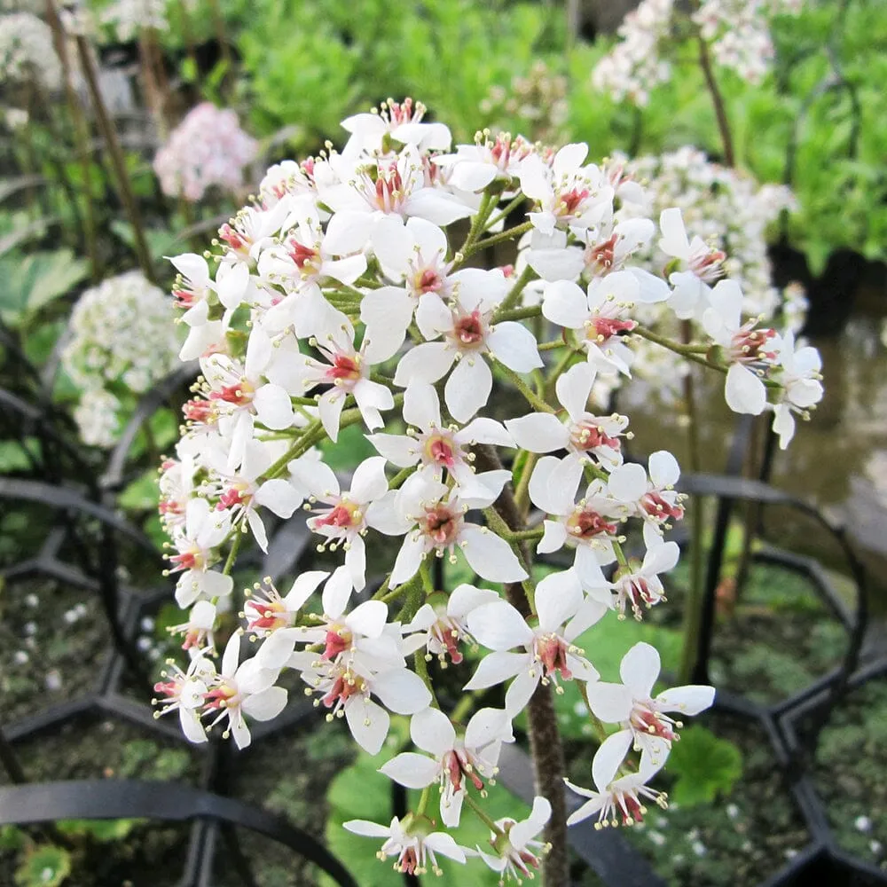 Darmera Peltata Aquatic Pond Plant - Umbrella Plant