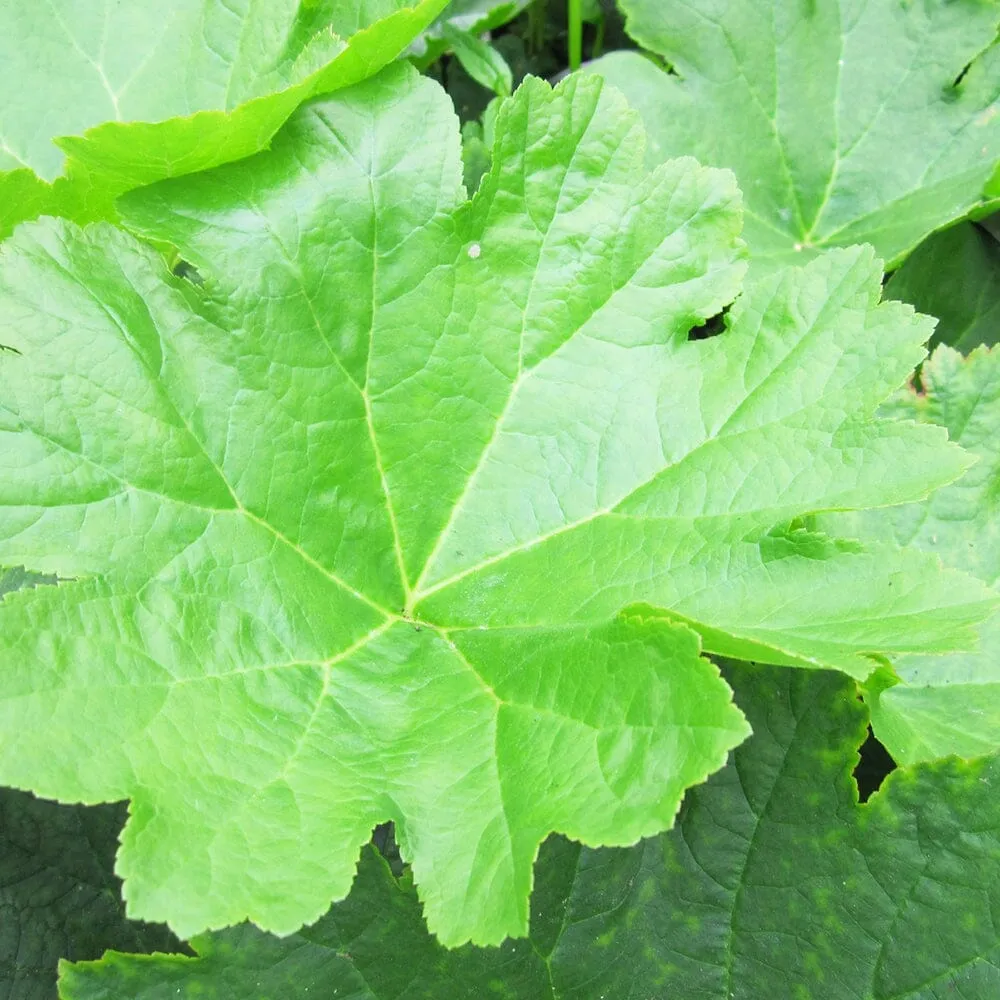 Darmera Peltata Aquatic Pond Plant - Umbrella Plant