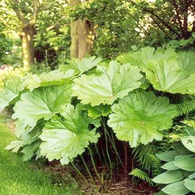 Darmera Peltata Aquatic Pond Plant - Umbrella Plant