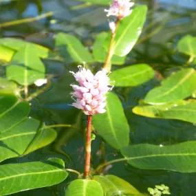 Persicaria Amphibia Aquatic Pond Plant - Amphibious Knotweed