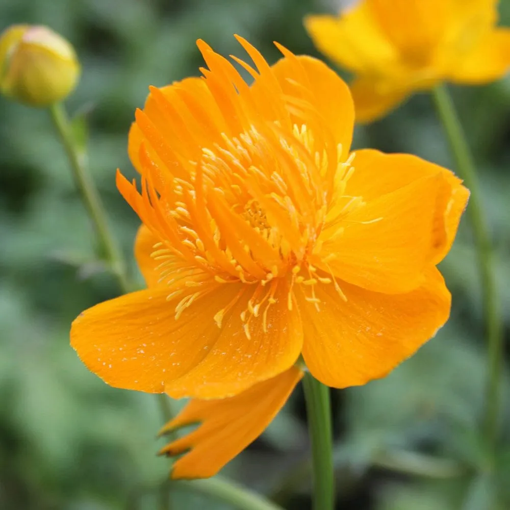 Trollius Chinensis Golden Queen Aquatic Pond Plant