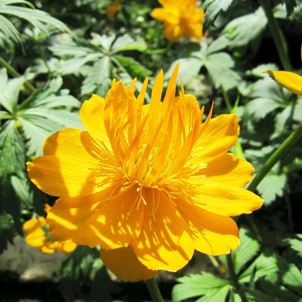 Trollius Chinensis Golden Queen Aquatic Pond Plant