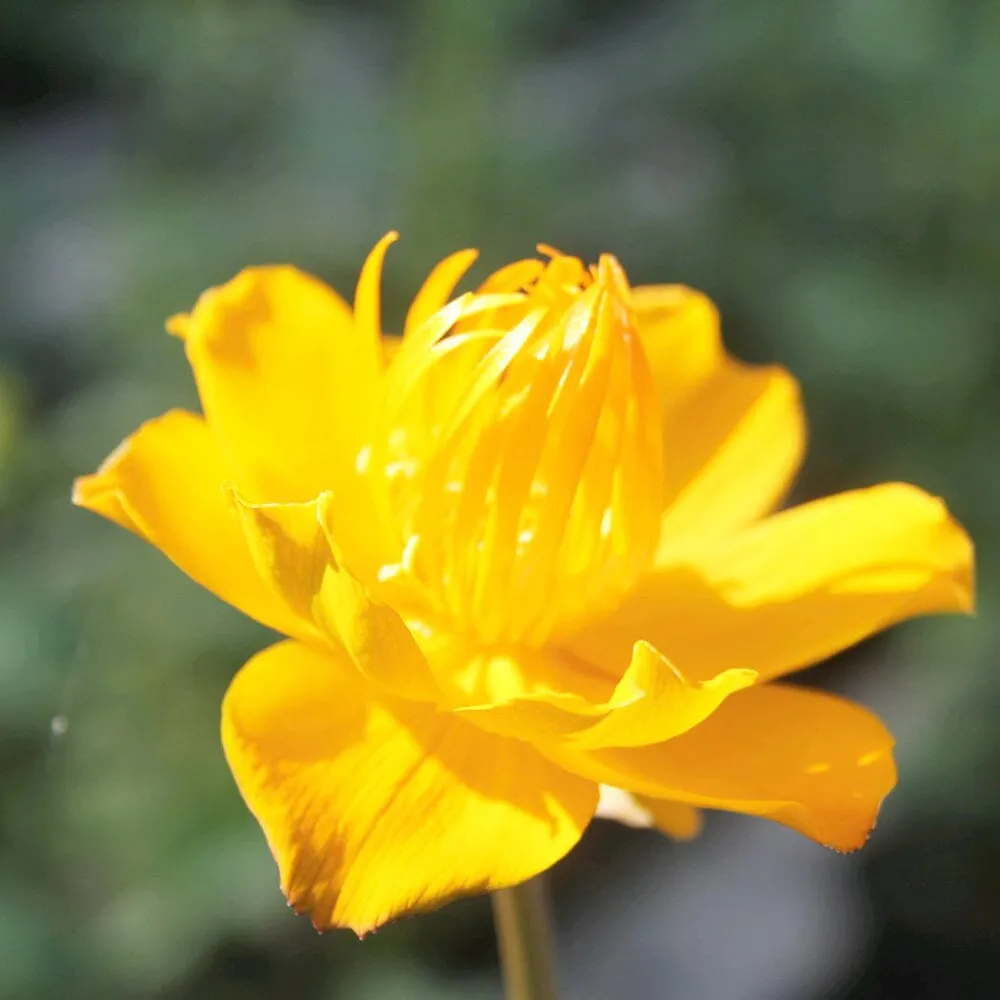 Trollius Chinensis Golden Queen Aquatic Pond Plant