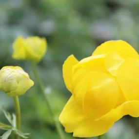 Trollius Europaeus Superbus Aquatic Pond Plant